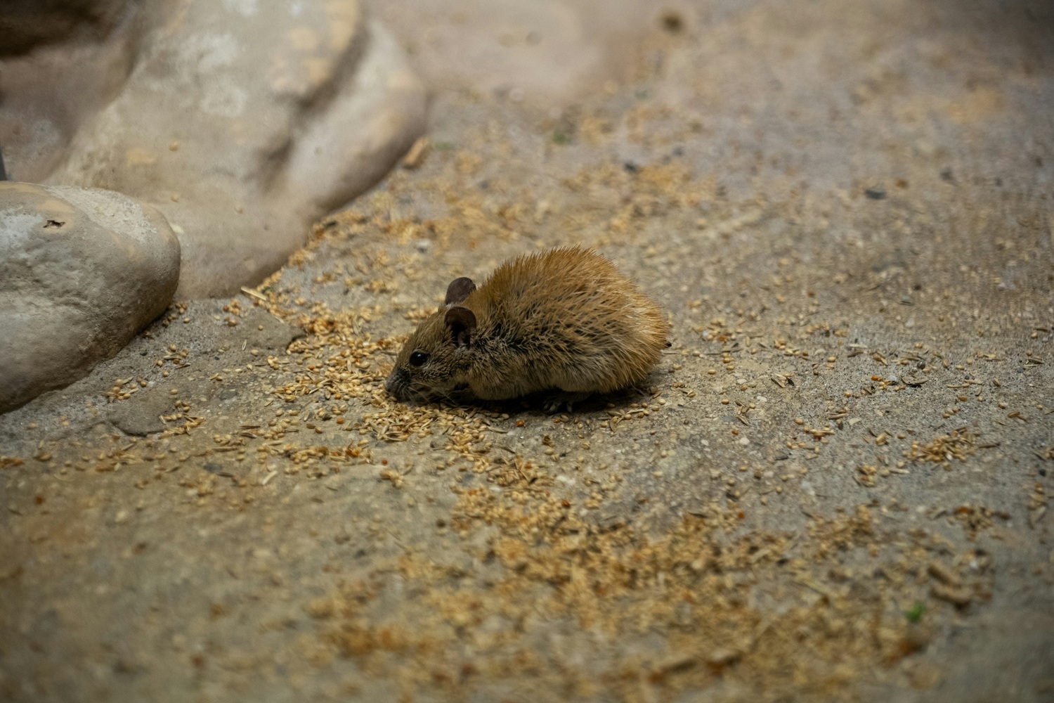 Structural sealing and entry point exclusion using durable rodent-proof materials.